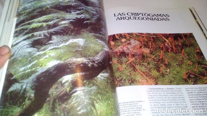 Libros de segunda mano: HISTORIA NATURAL 7-BOTANICA-INSTITUTO GALLACH-EDICIONES OCEANO - Foto 10