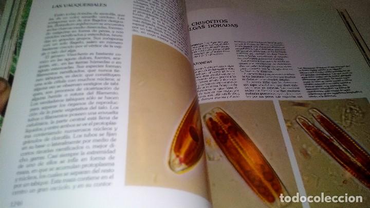 Libros de segunda mano: HISTORIA NATURAL 7-BOTANICA-INSTITUTO GALLACH-EDICIONES OCEANO - Foto 11