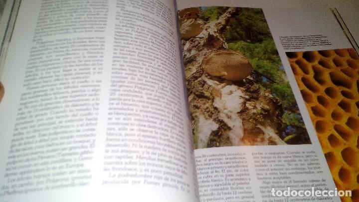 Libros de segunda mano: HISTORIA NATURAL 7-BOTANICA-INSTITUTO GALLACH-EDICIONES OCEANO - Foto 12