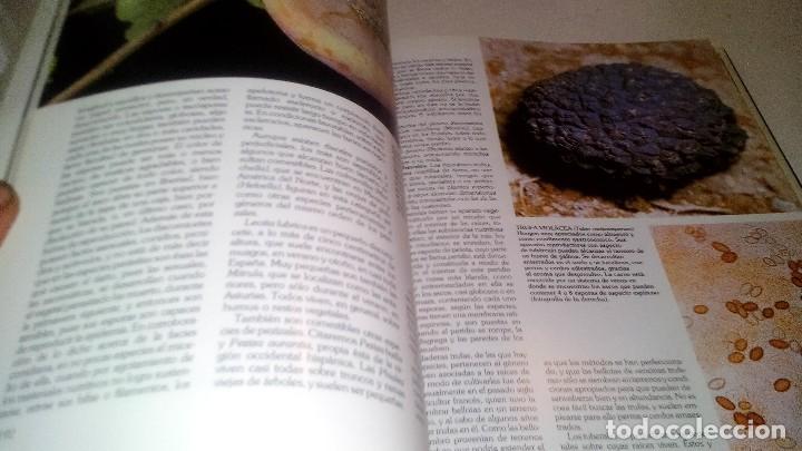 Libros de segunda mano: HISTORIA NATURAL 7-BOTANICA-INSTITUTO GALLACH-EDICIONES OCEANO - Foto 13