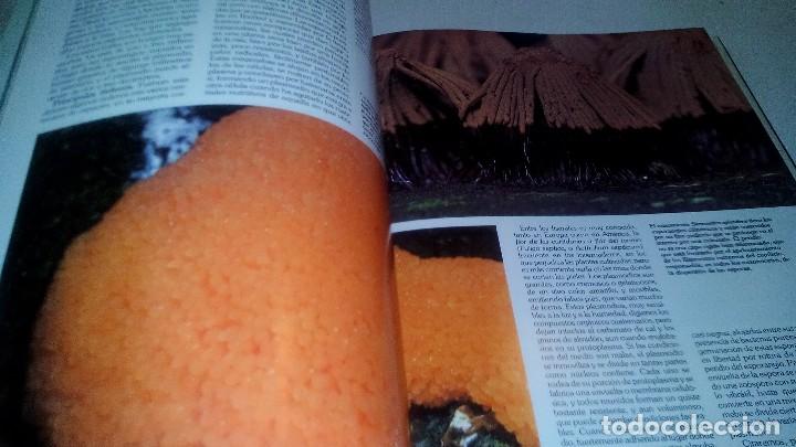 Libros de segunda mano: HISTORIA NATURAL 7-BOTANICA-INSTITUTO GALLACH-EDICIONES OCEANO - Foto 14