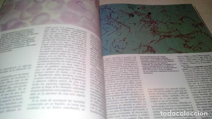 Libros de segunda mano: HISTORIA NATURAL 7-BOTANICA-INSTITUTO GALLACH-EDICIONES OCEANO - Foto 15