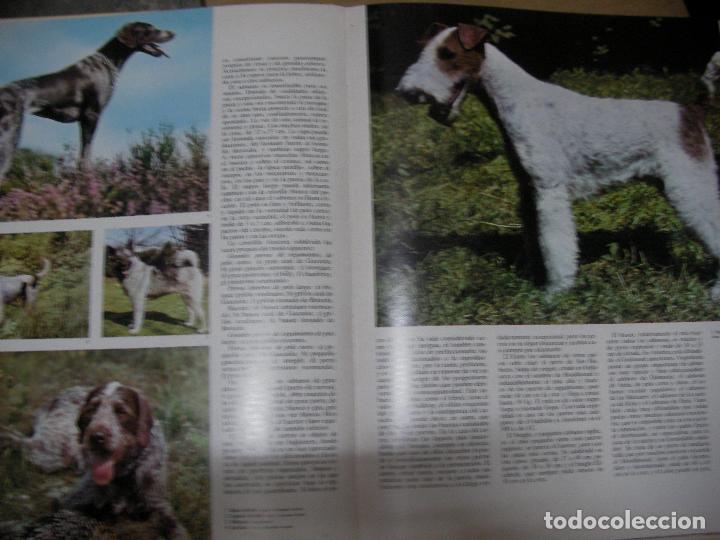 Libros de segunda mano: LOS PERROS (LOBOS, CHACALES, COYOTES Y OTROS CANIDOS....) - Foto 2