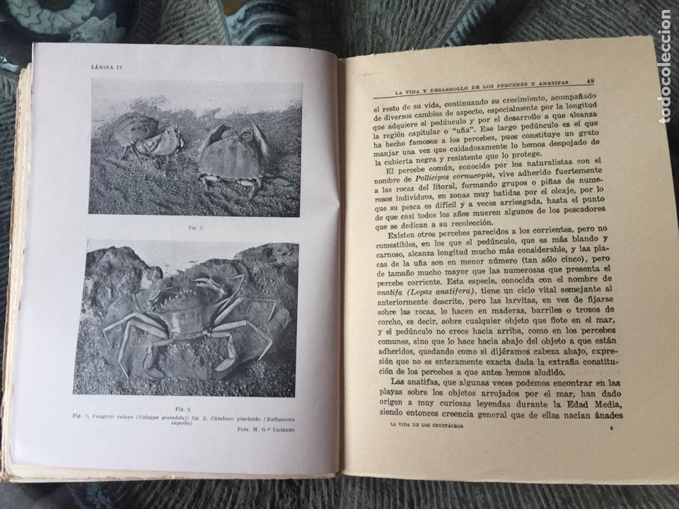 Libros de segunda mano: La vida de los crust&aacute;ceos 1937 - Foto 2
