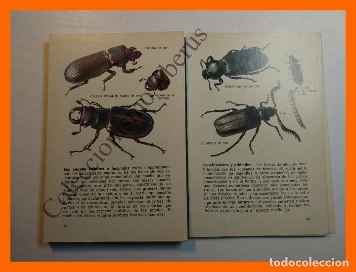 Libros de segunda mano: Insectos - H. Zim y C. Cottam - Foto 2