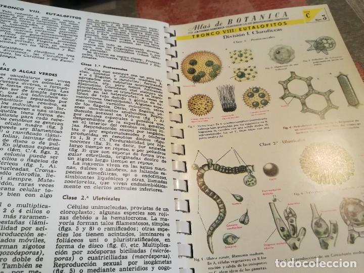 Libros de segunda mano: Atlas de bot&aacute;nica - J.M. Thomas-Domenech - Foto 5