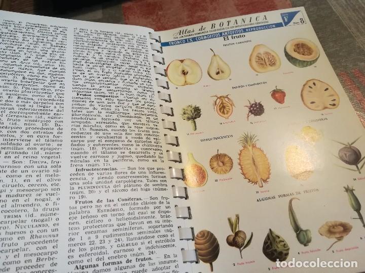 Libros de segunda mano: Atlas de bot&aacute;nica - J.M. Thomas-Domenech - Foto 7