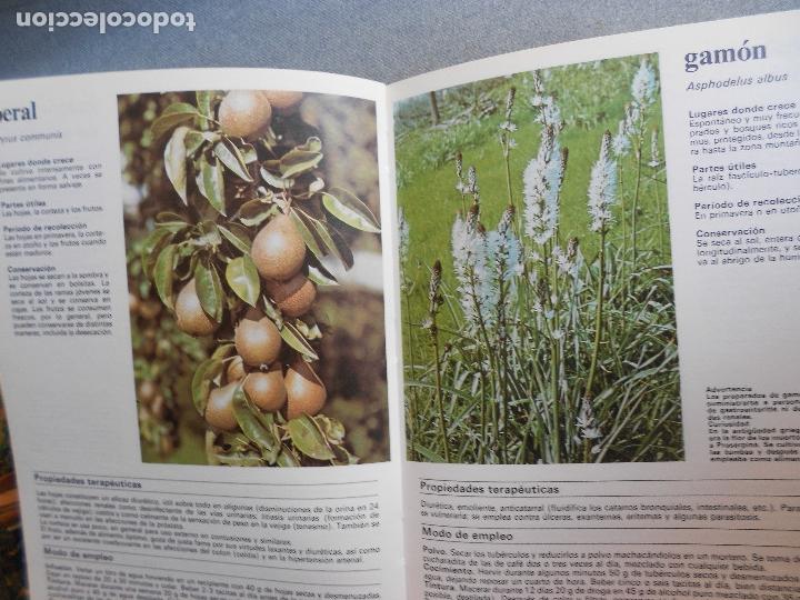 Libros de segunda mano: PLANTAS Y FLORES MEDICINALES - Foto 14