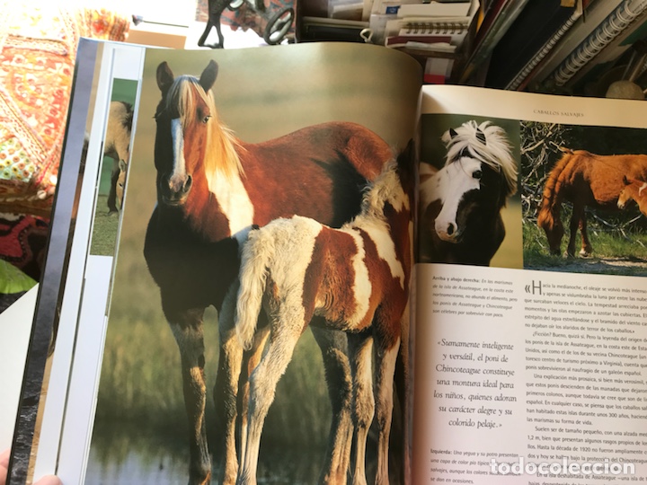 Libros de segunda mano: El caballo un esp&iacute;ritu libre - Foto 3
