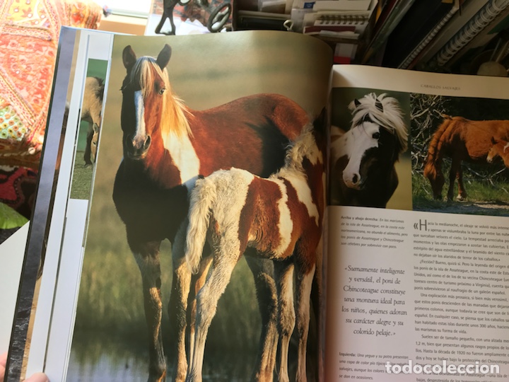 Libros de segunda mano: El caballo un esp&iacute;ritu libre - Foto 4