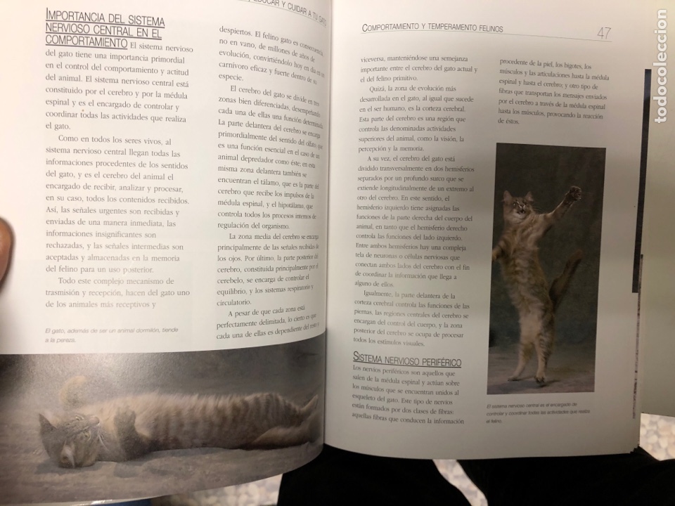 Libros de segunda mano: ENTENDER, EDUCAR Y CUIDAR A TU GATO, JAVIER VILLAHIZ&Aacute;N. ED. LIBSA. - Foto 3