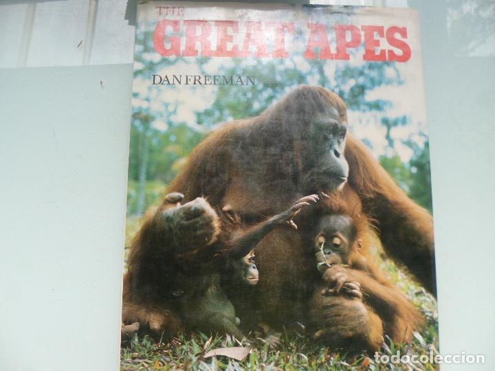 Libros de segunda mano: Great Apes Dan Freeman en ingles - Foto 1