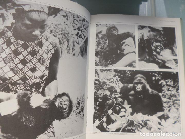 Libros de segunda mano: Great Apes Dan Freeman en ingles - Foto 2