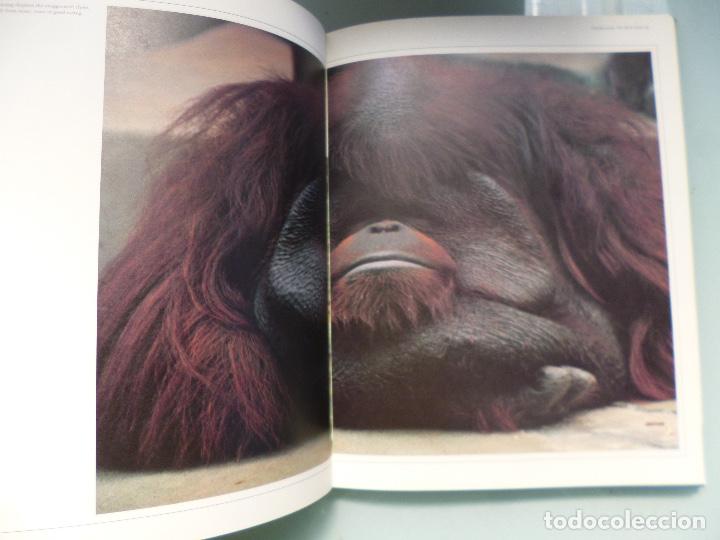 Libros de segunda mano: Great Apes Dan Freeman en ingles - Foto 4
