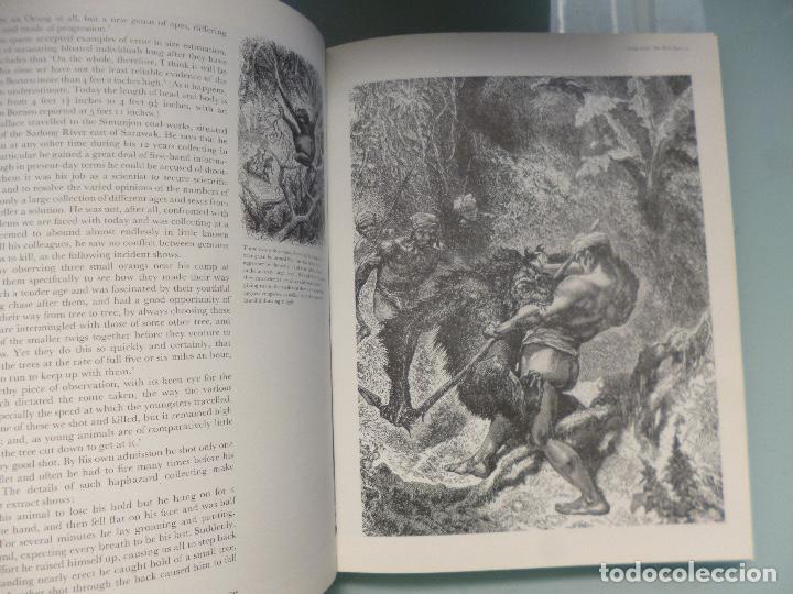 Libros de segunda mano: Great Apes Dan Freeman en ingles - Foto 5