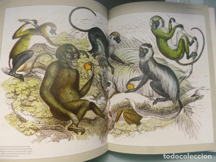 Libros de segunda mano: Great Apes Dan Freeman en ingles - Foto 6
