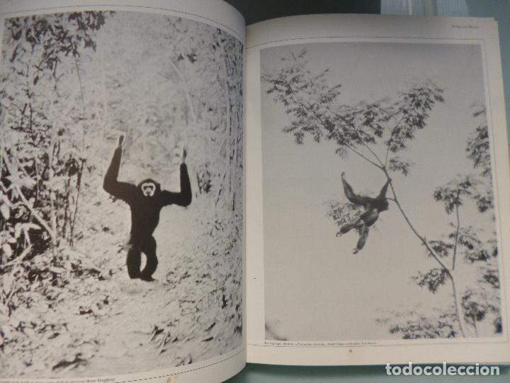 Libros de segunda mano: Great Apes Dan Freeman en ingles - Foto 7