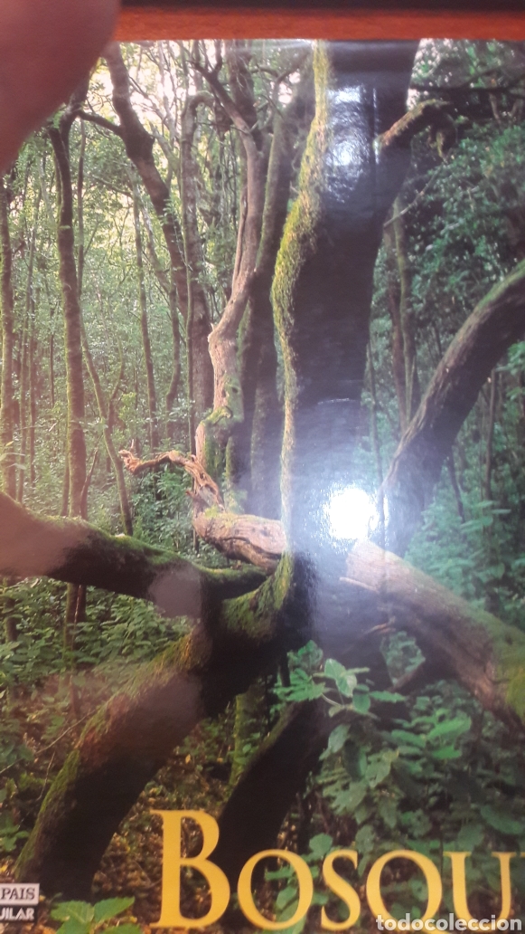Libros de segunda mano: BOSQUES AGUILAR 2003 - Foto 1
