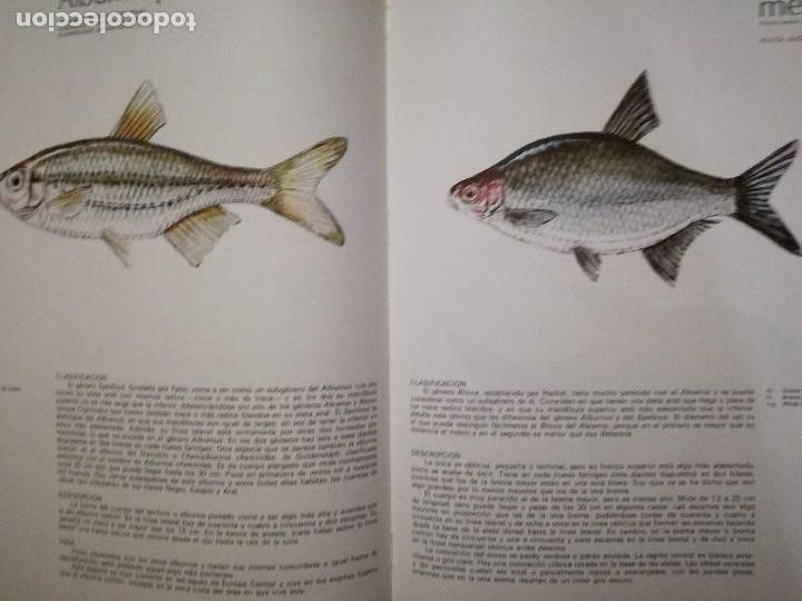 Libros de segunda mano: Peces de mar y de r&iacute;o 4 Tomos Studio Credilibro 1986. - Foto 3
