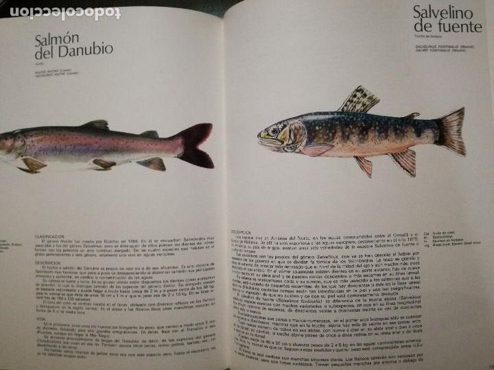 Libros de segunda mano: Peces de mar y de r&iacute;o 4 Tomos Studio Credilibro 1986. - Foto 4