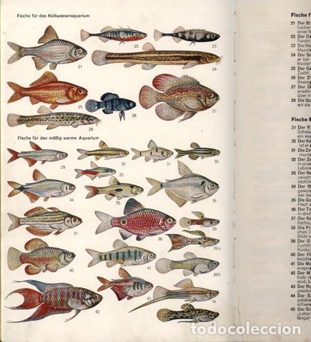 Libros de segunda mano: Hans Frey / Aquarienpraxis / Neumann 1966 - Foto 2