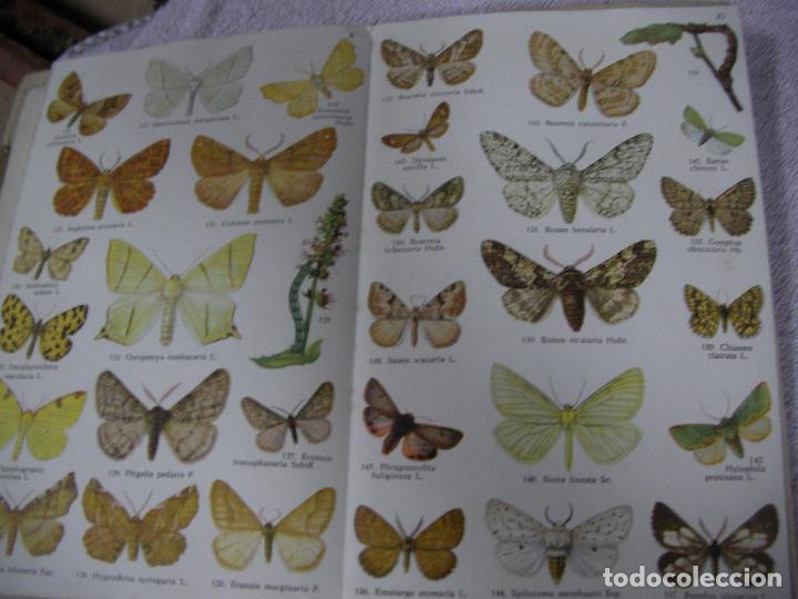 Libros de segunda mano: ATLAS DE BOLSILLO - MARIPOSAS Y ORUGAS - Foto 3
