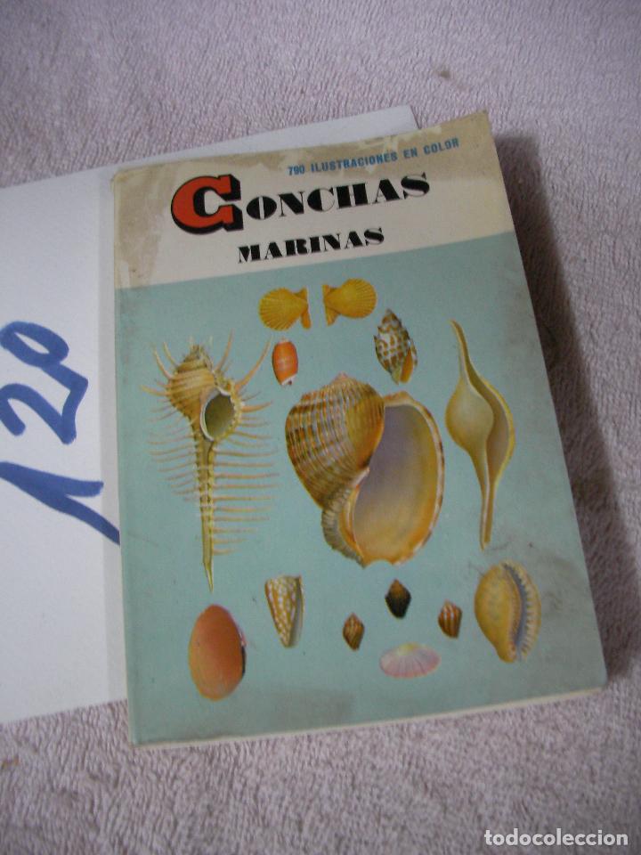 Libros de segunda mano: ANTIGUO LIBRO DE CONCHAS MARINAS - Foto 1