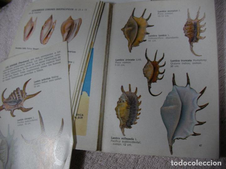 Libros de segunda mano: ANTIGUO LIBRO DE CONCHAS MARINAS - Foto 2