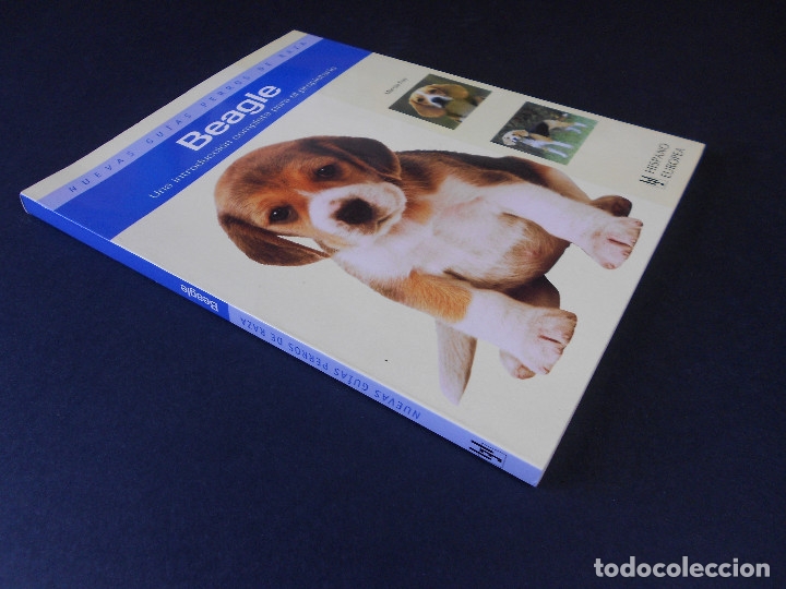 Libros de segunda mano: Beagle, (nuevas gu&iacute;as perros de raza), Hispano Europea 2010 - Foto 2