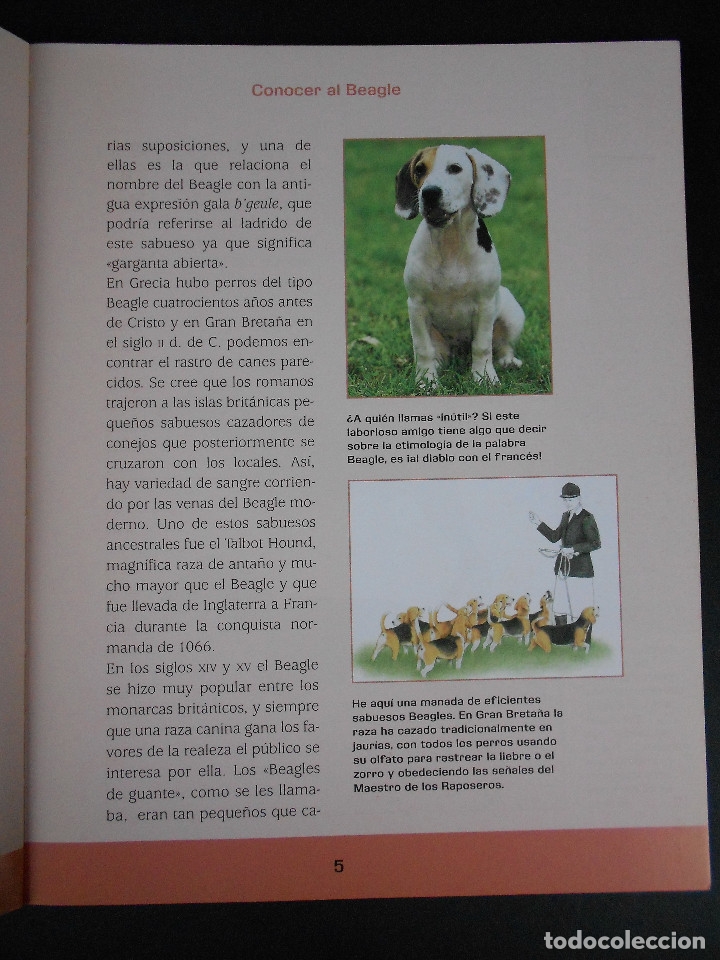 Libros de segunda mano: Beagle, (nuevas gu&iacute;as perros de raza), Hispano Europea 2010 - Foto 4