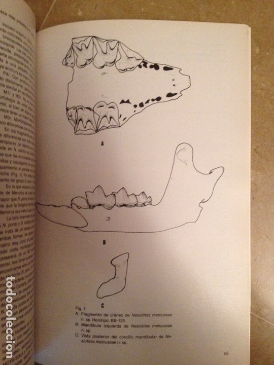 Libros de segunda mano: ENDINS N&ordm; 7 (ESPELEOLOG&Iacute;A MALLORCA) - Foto 4