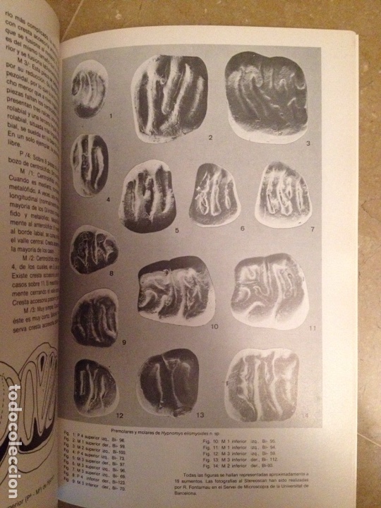 Libros de segunda mano: ENDINS N&ordm; 7 (ESPELEOLOG&Iacute;A MALLORCA) - Foto 5