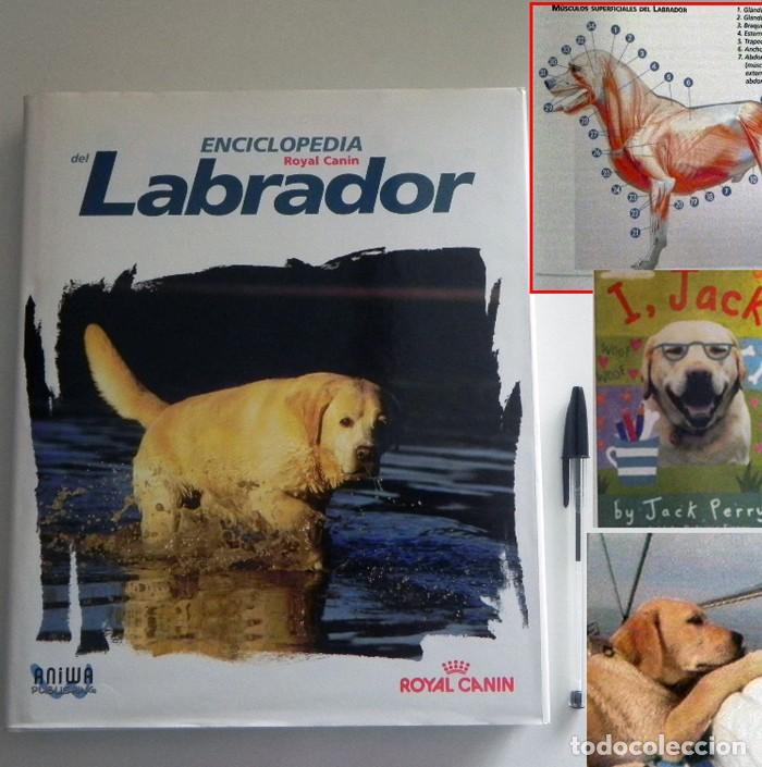 Libri di seconda mano: EL LABRADOR 447p. LIBRO DE ENCICLOPEDIA ROYAL CANIN PERRO HISTORIA VETERINARIA GU&Iacute;A MASCOTA CUIDADOS