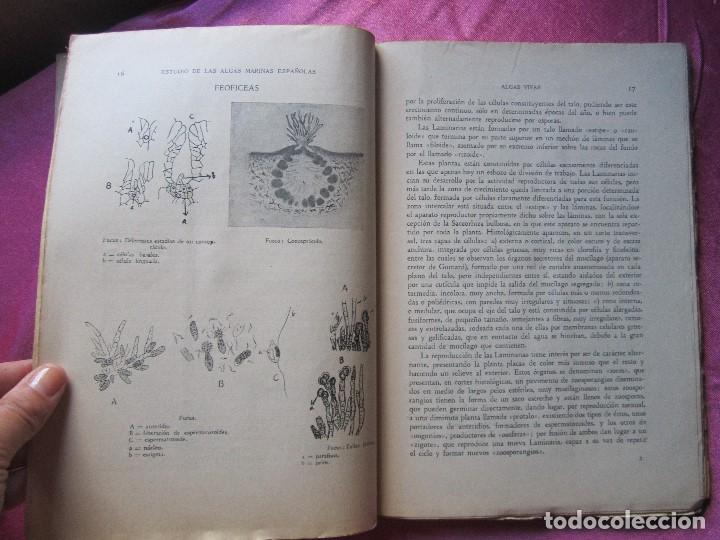 Libros de segunda mano: ESTUDIO DE ALGAS MARINAS ESPA&Ntilde;OLAS CABRERO G&Oacute;MEZ, 1951 P2 3 - Foto 3
