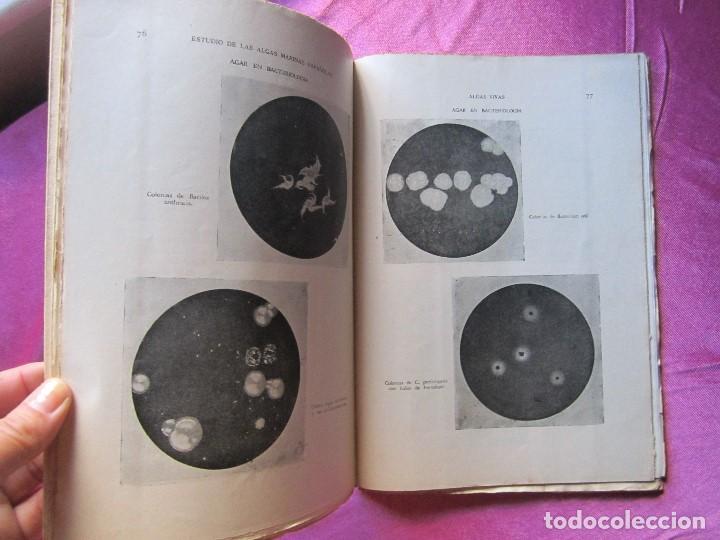 Libros de segunda mano: ESTUDIO DE ALGAS MARINAS ESPA&Ntilde;OLAS CABRERO G&Oacute;MEZ, 1951 P2 3 - Foto 8