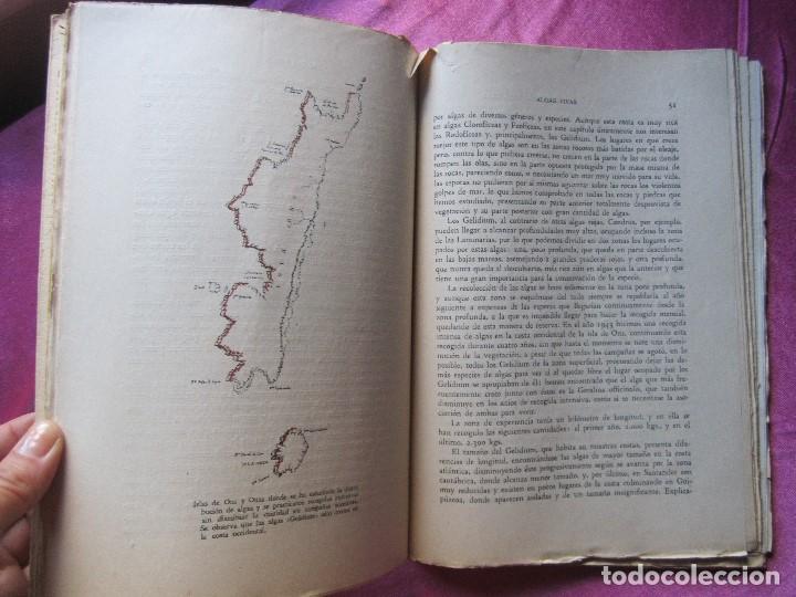 Libros de segunda mano: ESTUDIO DE ALGAS MARINAS ESPA&Ntilde;OLAS CABRERO G&Oacute;MEZ, 1951 P2 3 - Foto 9