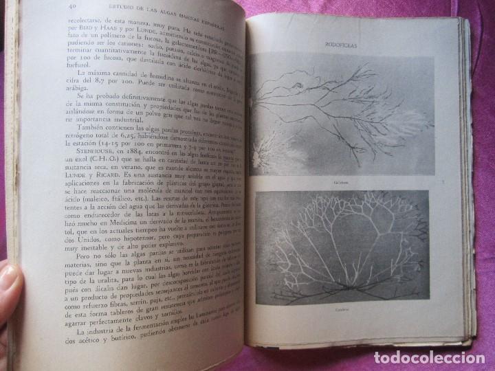 Libros de segunda mano: ESTUDIO DE ALGAS MARINAS ESPA&Ntilde;OLAS CABRERO G&Oacute;MEZ, 1951 P2 3 - Foto 10