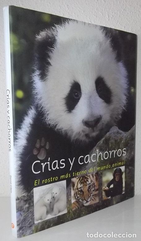 Libros de segunda mano: Gilpin, Daniel: Cr&iacute;as y cachorros (Parragon) (lb) - Foto 1