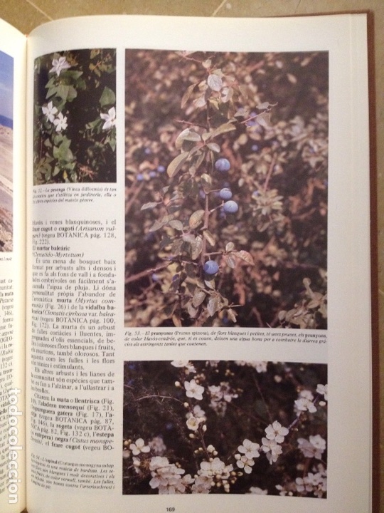 Libros de segunda mano: ENCICLOP&Egrave;DIA DE MENORCA. EL M&Oacute;N VEGETAL (TOM II) - Foto 7