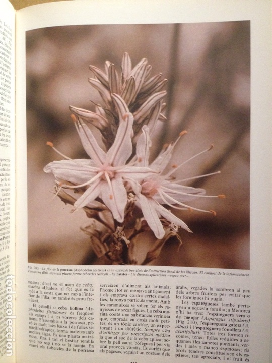 Libros de segunda mano: ENCICLOP&Egrave;DIA DE MENORCA. EL M&Oacute;N VEGETAL (TOM II) - Foto 8