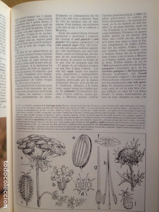 Libros de segunda mano: ENCICLOP&Egrave;DIA DE MENORCA. EL M&Oacute;N VEGETAL (TOM II) - Foto 9