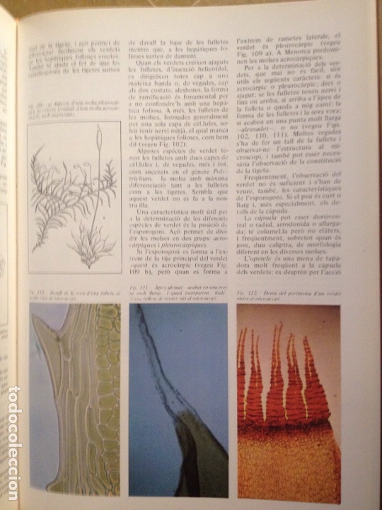 Libros de segunda mano: ENCICLOP&Egrave;DIA DE MENORCA. EL M&Oacute;N VEGETAL (TOM II) - Foto 10
