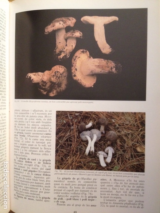 Libros de segunda mano: ENCICLOP&Egrave;DIA DE MENORCA. EL M&Oacute;N VEGETAL (TOM II) - Foto 11