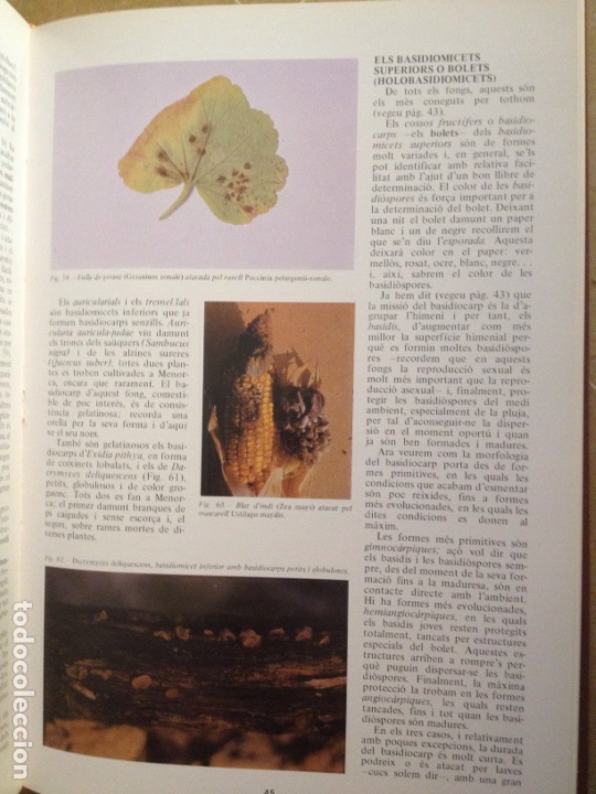 Libros de segunda mano: ENCICLOP&Egrave;DIA DE MENORCA. EL M&Oacute;N VEGETAL (TOM II) - Foto 12