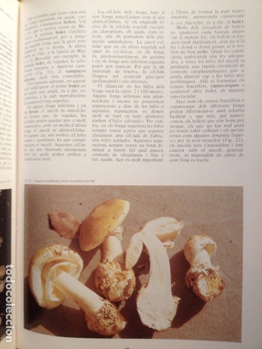 Libros de segunda mano: ENCICLOP&Egrave;DIA DE MENORCA. EL M&Oacute;N VEGETAL (TOM II) - Foto 13