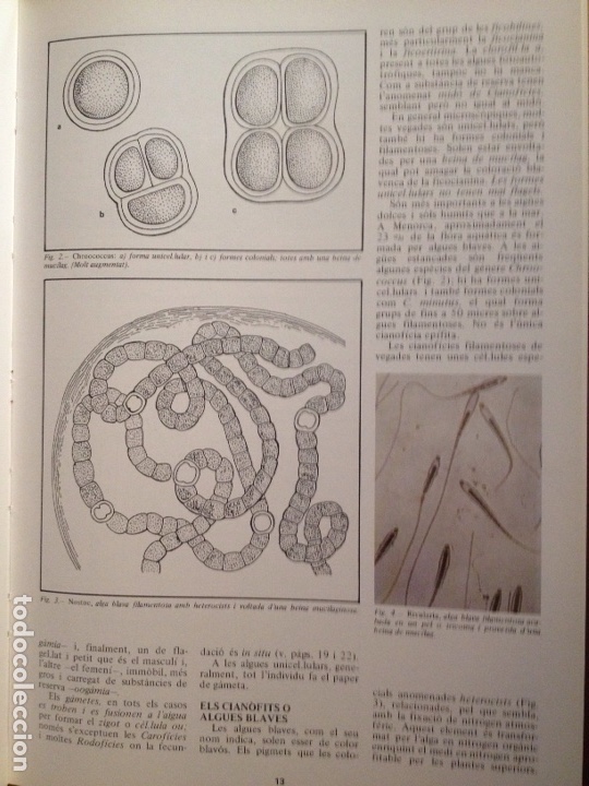 Libros de segunda mano: ENCICLOP&Egrave;DIA DE MENORCA. EL M&Oacute;N VEGETAL (TOM II) - Foto 15
