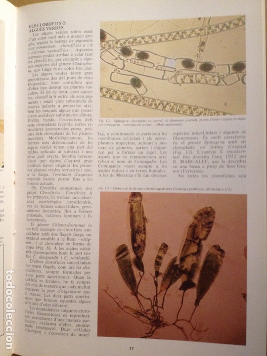 Libros de segunda mano: ENCICLOP&Egrave;DIA DE MENORCA. EL M&Oacute;N VEGETAL (TOM II) - Foto 16