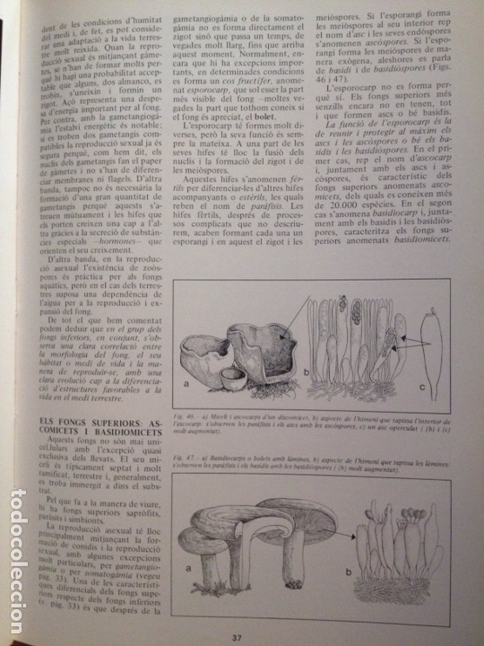 Libros de segunda mano: ENCICLOP&Egrave;DIA DE MENORCA. EL M&Oacute;N VEGETAL (TOM II) - Foto 17