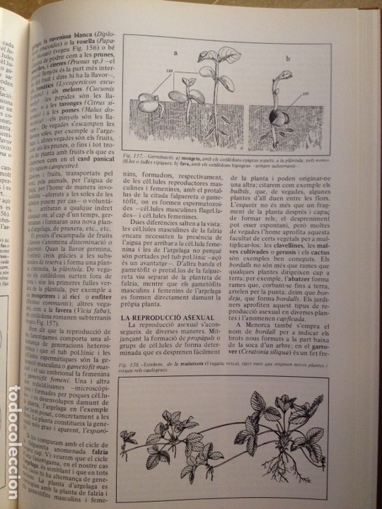 Libros de segunda mano: ENCICLOP&Egrave;DIA DE MENORCA. EL M&Oacute;N VEGETAL (TOM II) - Foto 18