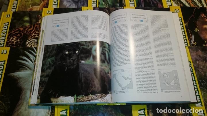 Libros de segunda mano: FAUNA AMENAZADA - ANAYA -- 19 T -- OBRA COMPLETA - Foto 8